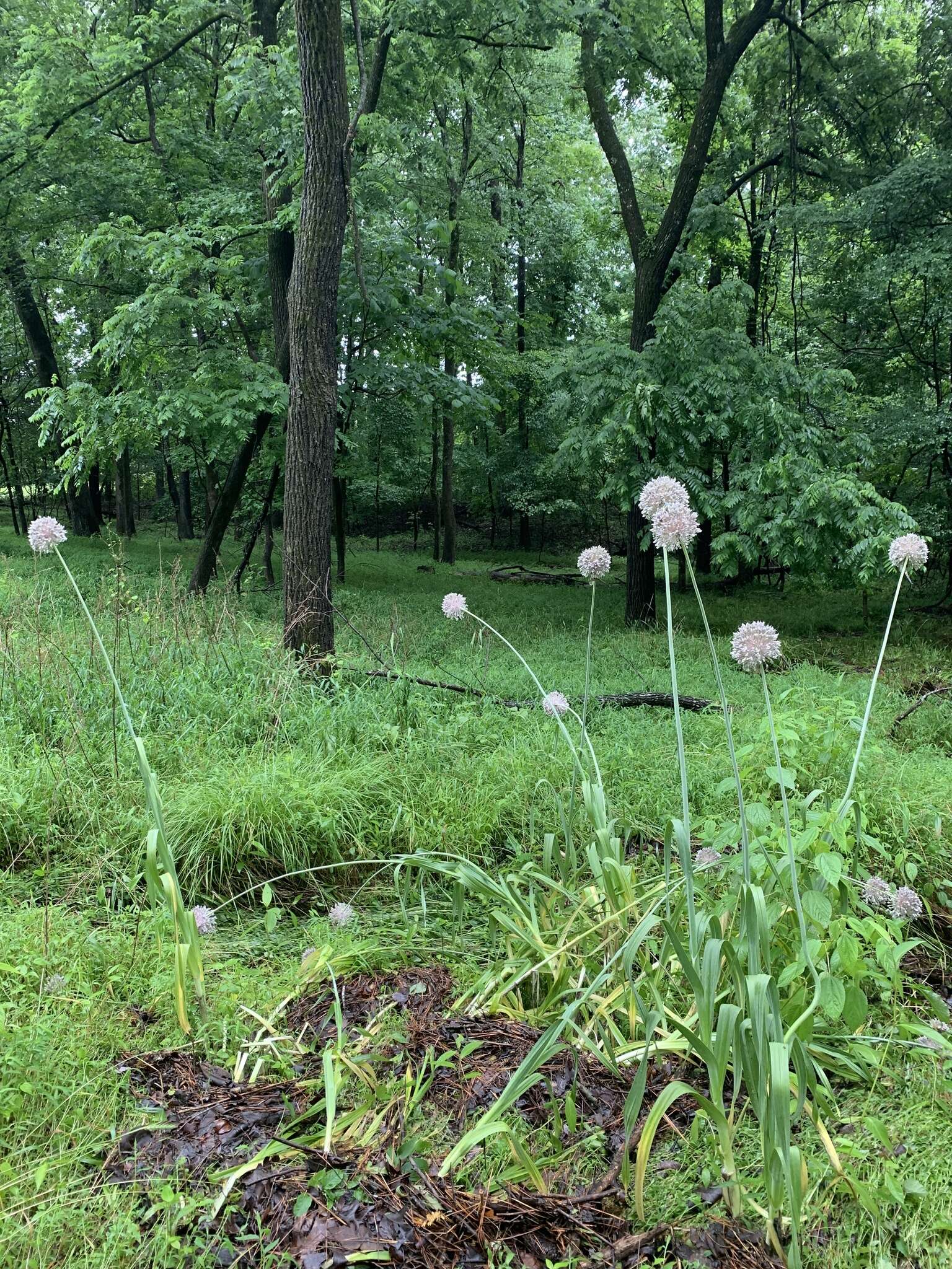 Image of garden onion