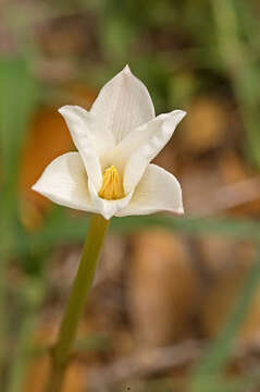 Image of Evening Rain-Lily