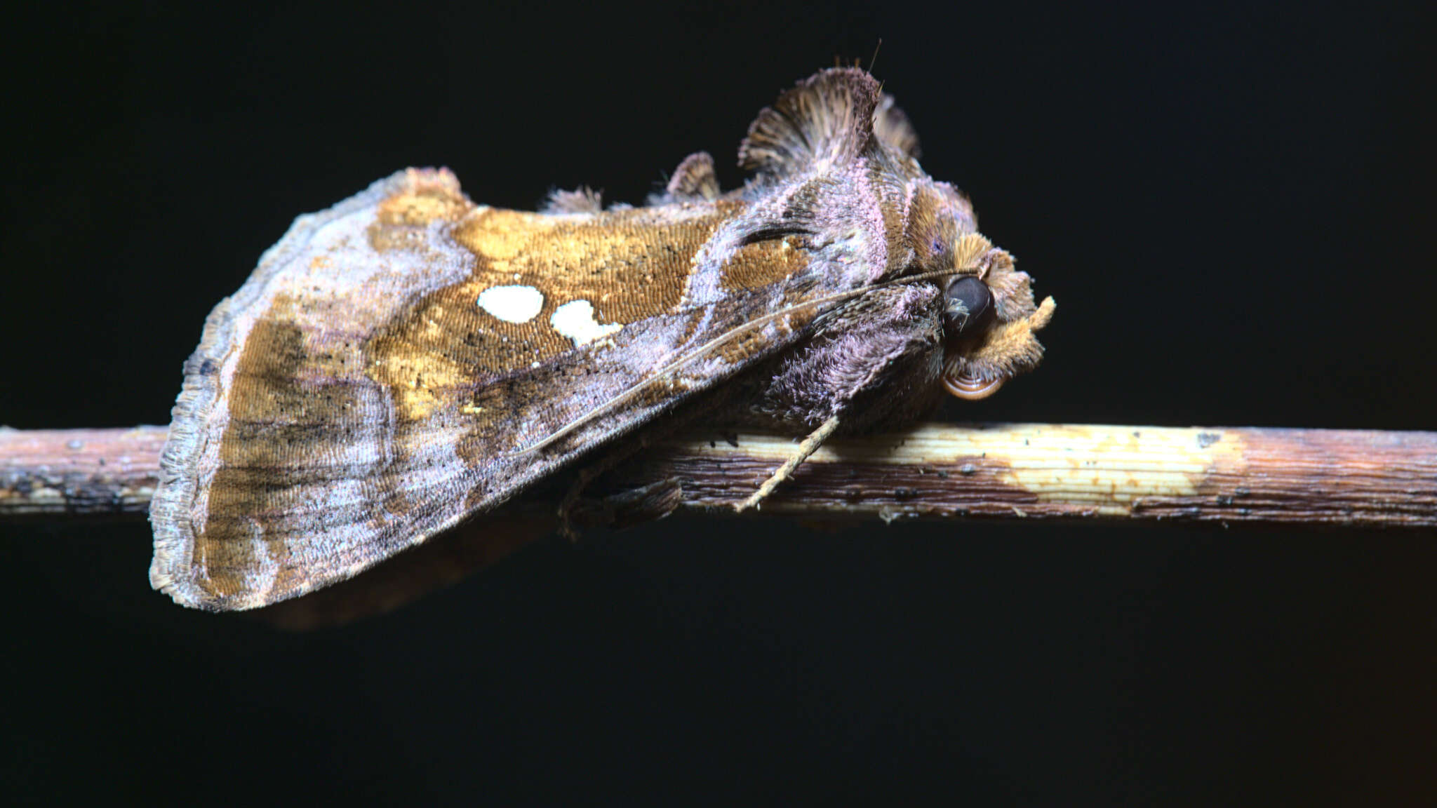 Image of Cutworm