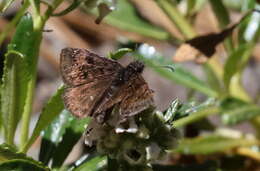 Image of Erynnis pacuvius Lintner 1878