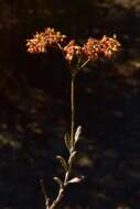 Imagem de Eriogonum microtheca var. ambiguum (M. E. Jones) Reveal