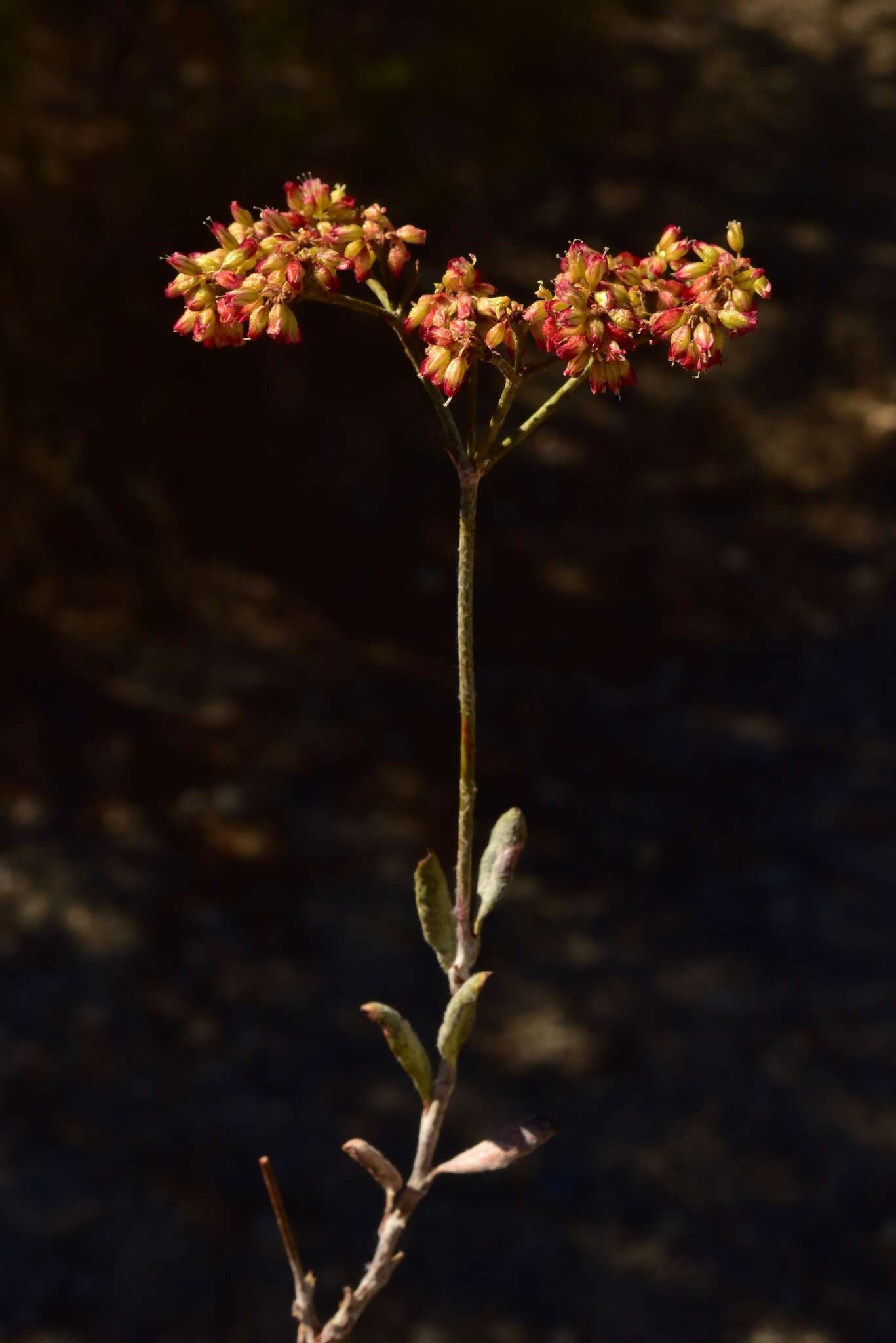 Imagem de Eriogonum microtheca var. ambiguum (M. E. Jones) Reveal