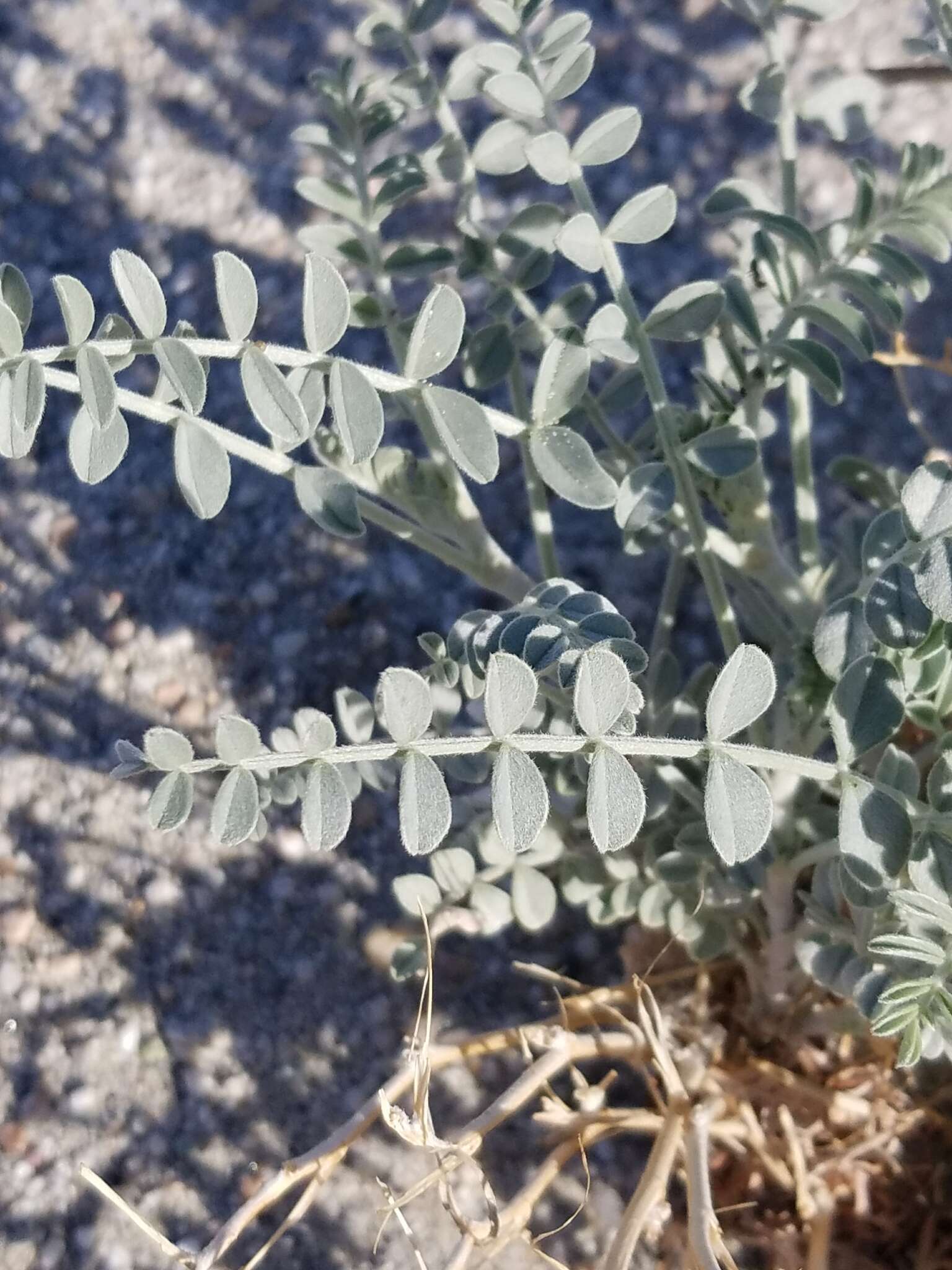 صورة Astragalus lentiginosus var. coachellae Barneby