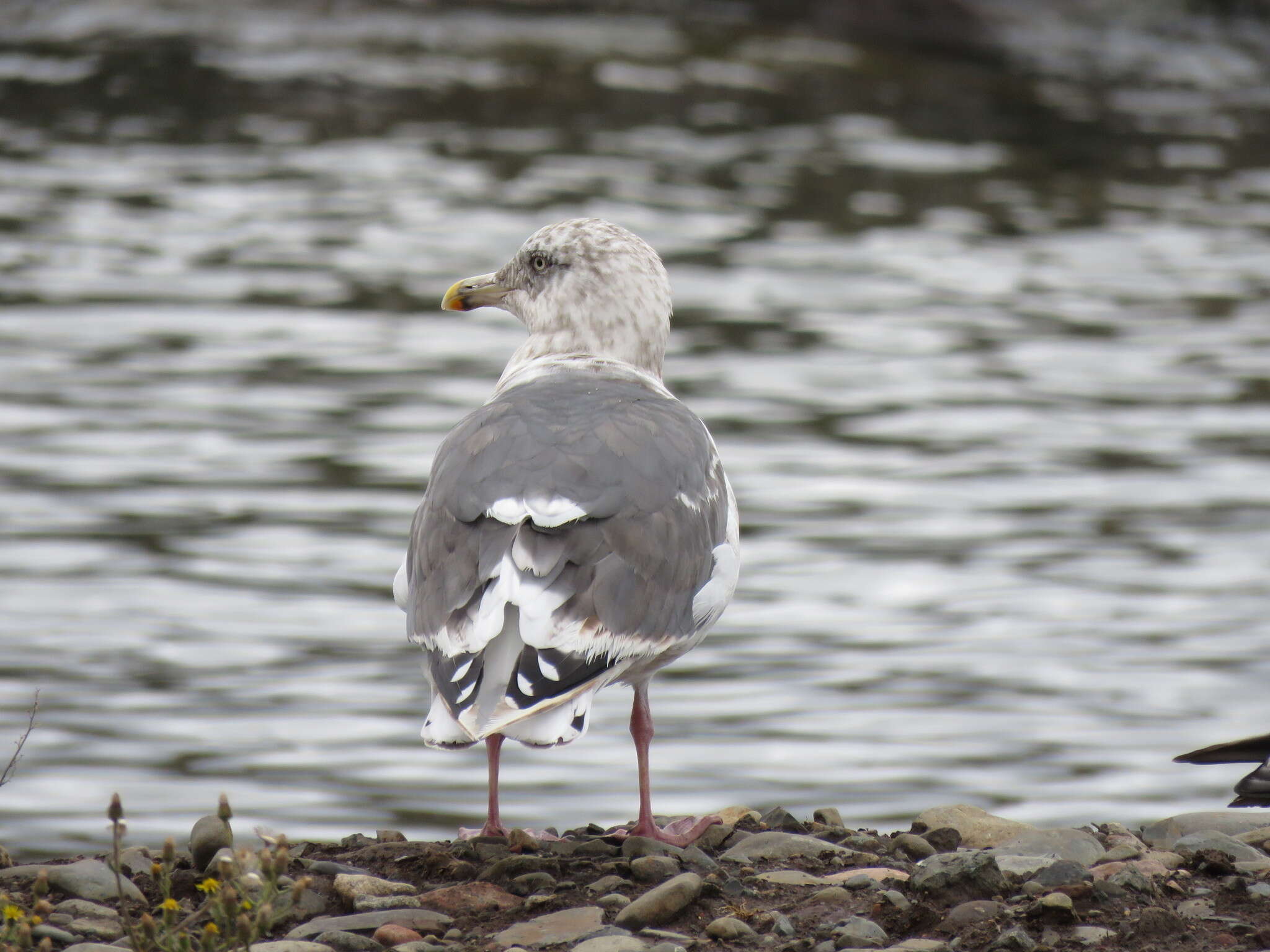 Image of Slaty-backed Gull