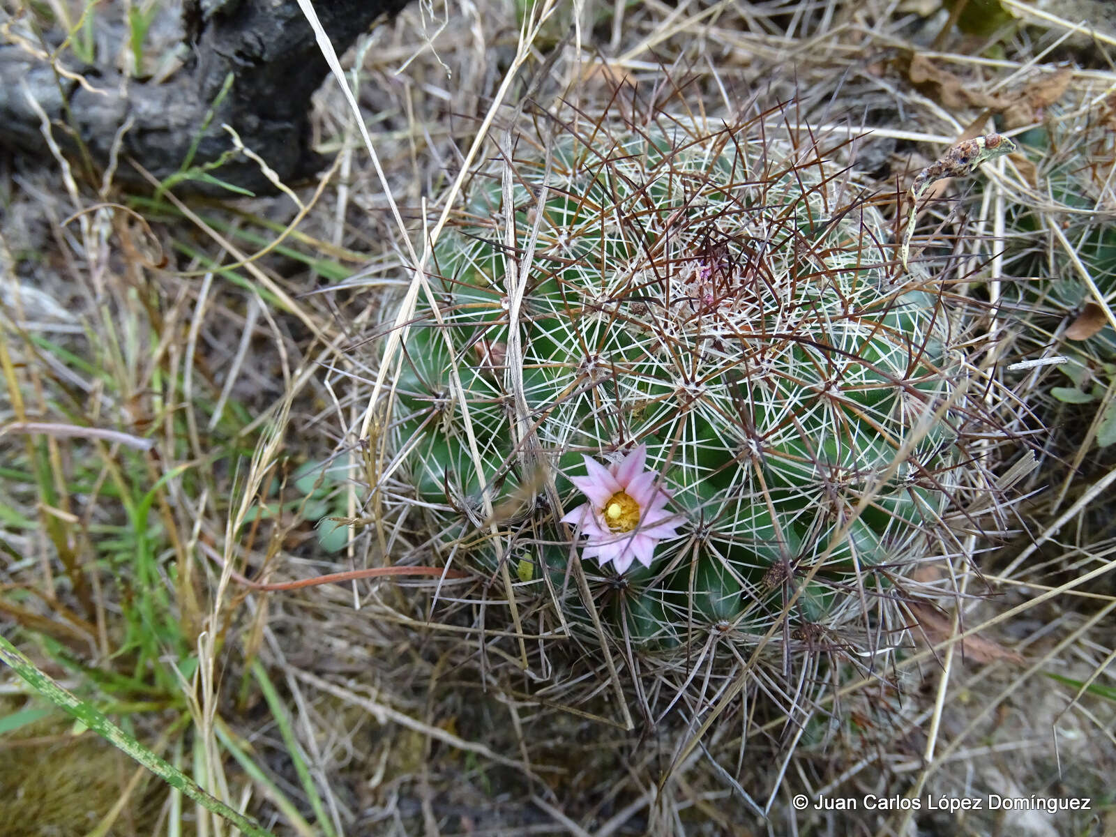 Image de Mammillaria discolor Haw.