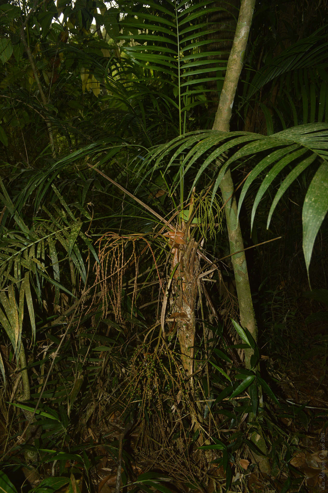 Image of Geonoma schottiana Mart.