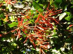 Image of Chilean firebush