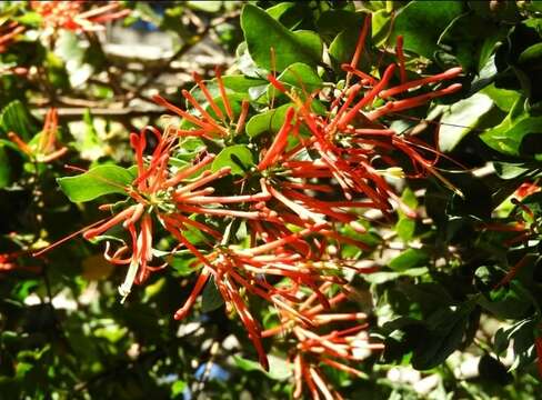 Image de Embothrium coccineum J. R. Forster & G. Forster