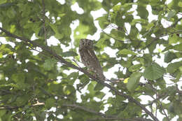 Image of Eurasian Scops Owl