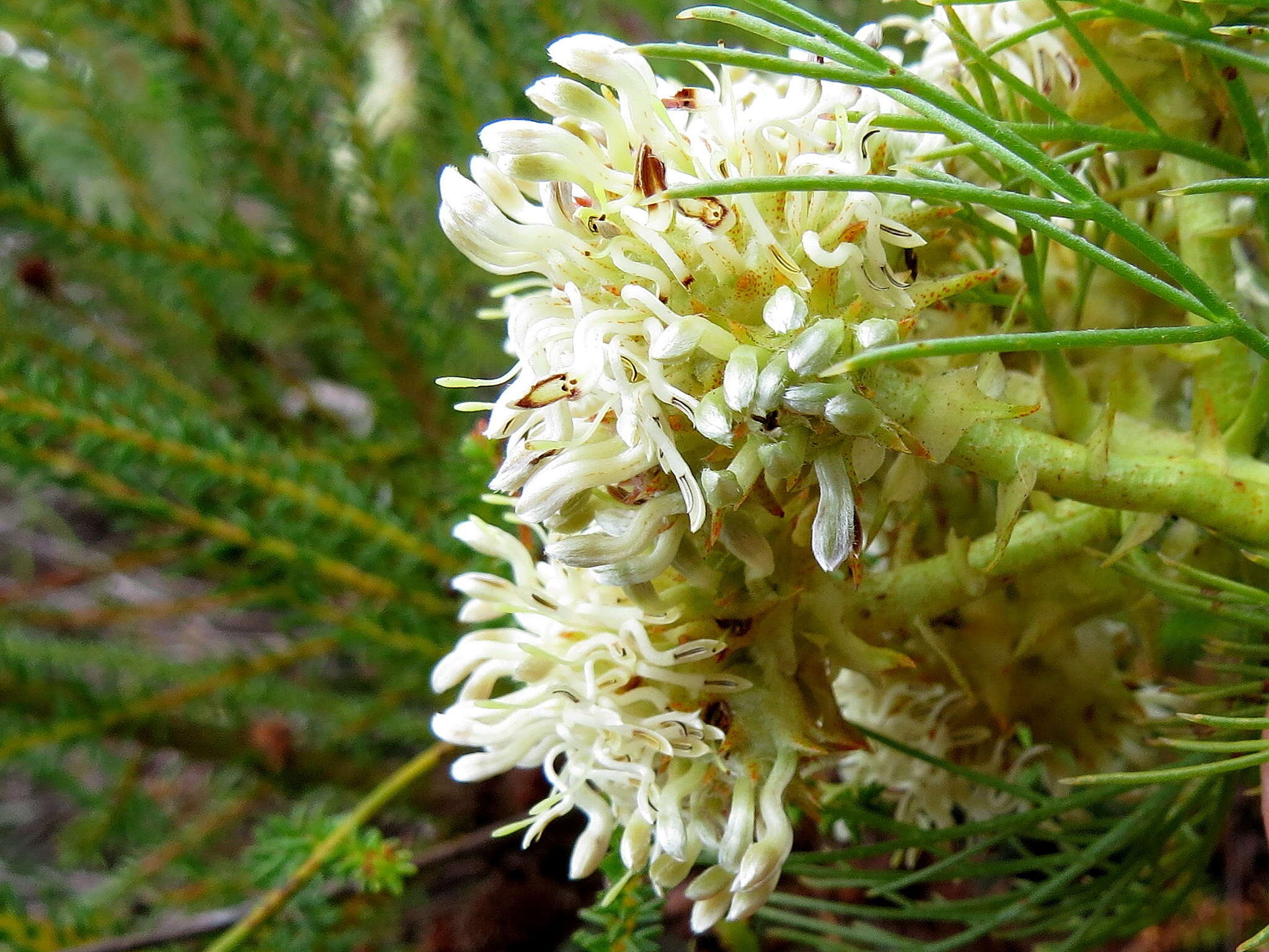 Image of Serruria glomerata (L.) R. Br.