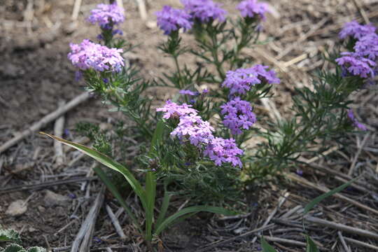 Image of Davis Mountain mock vervain