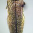 Agrilus obtusus Horn 1891 resmi