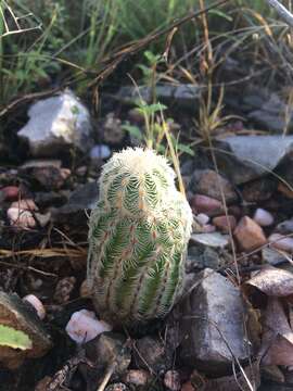 Image de Echinocereus reichenbachii subsp. caespitosus