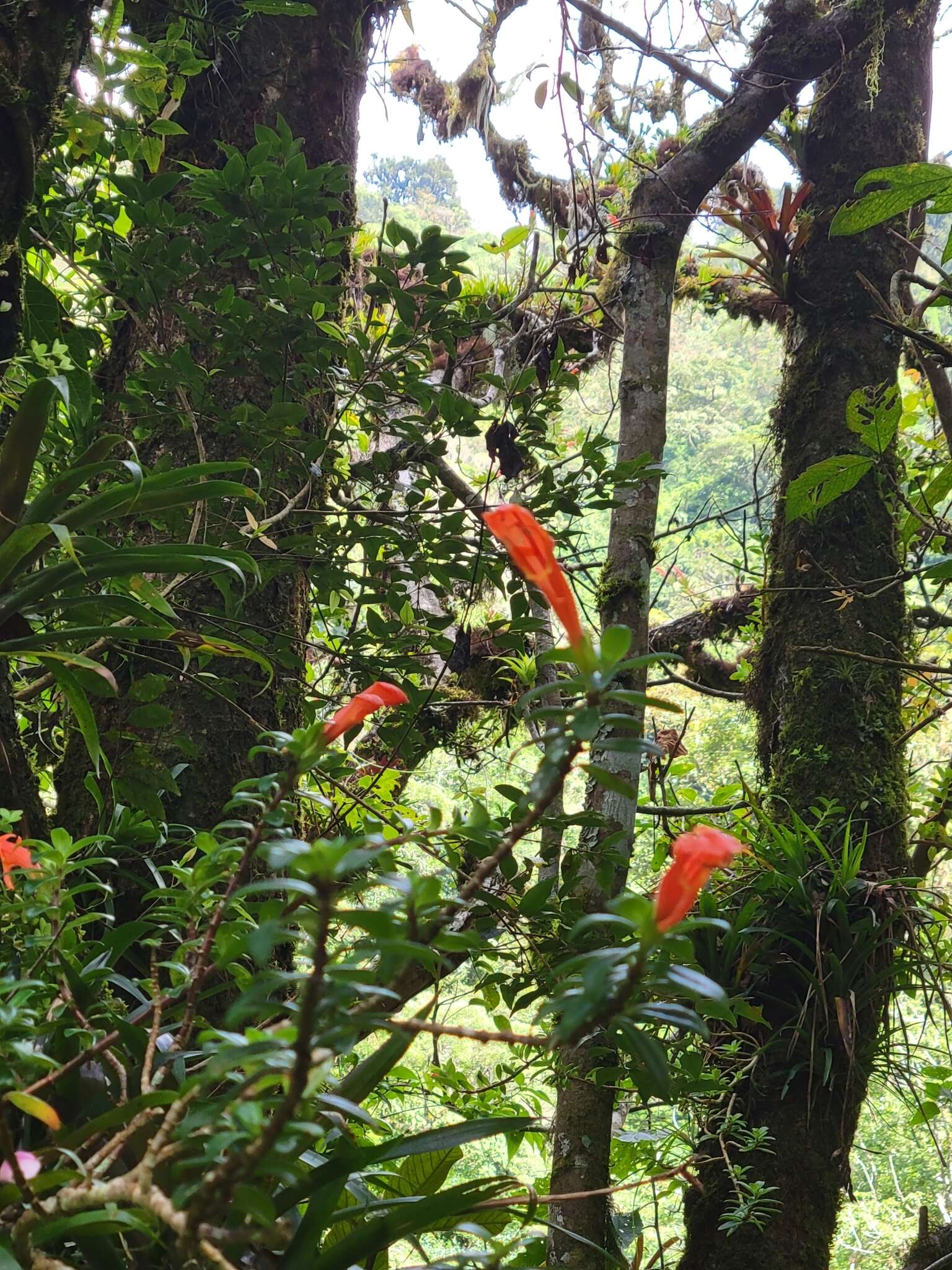 Image of Columnea glabra Oerst.