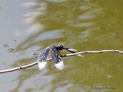 Image of Neurothemis decora (Kaup ex Brauer 1866)