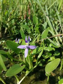 Image de Heteranthera rotundifolia (Kunth) Griseb.