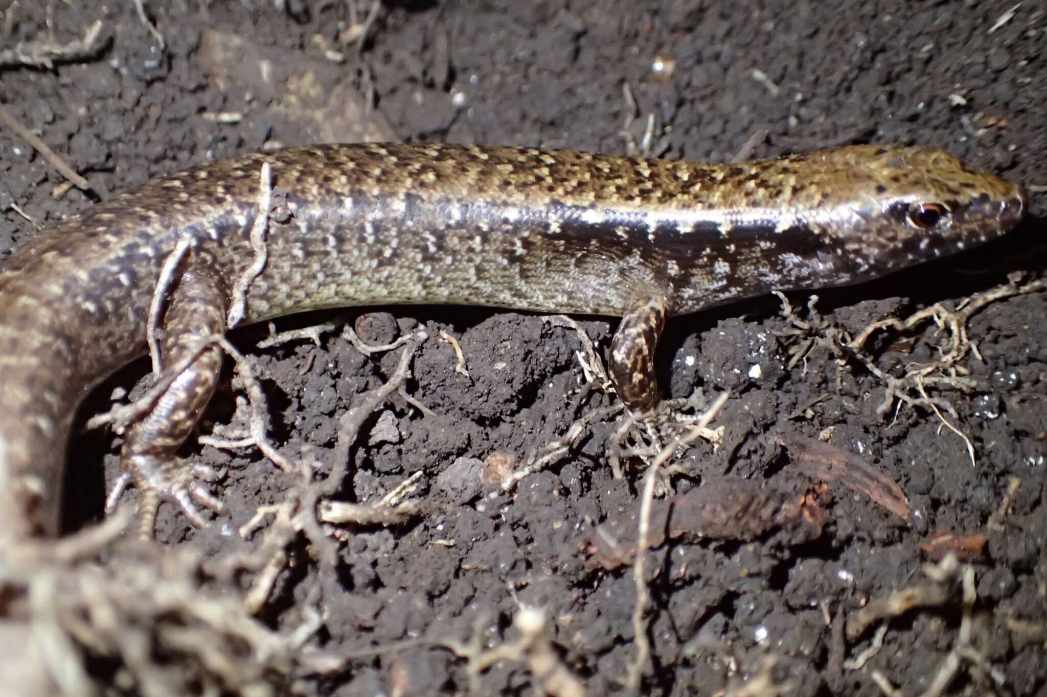 Image of Mokohinau skink