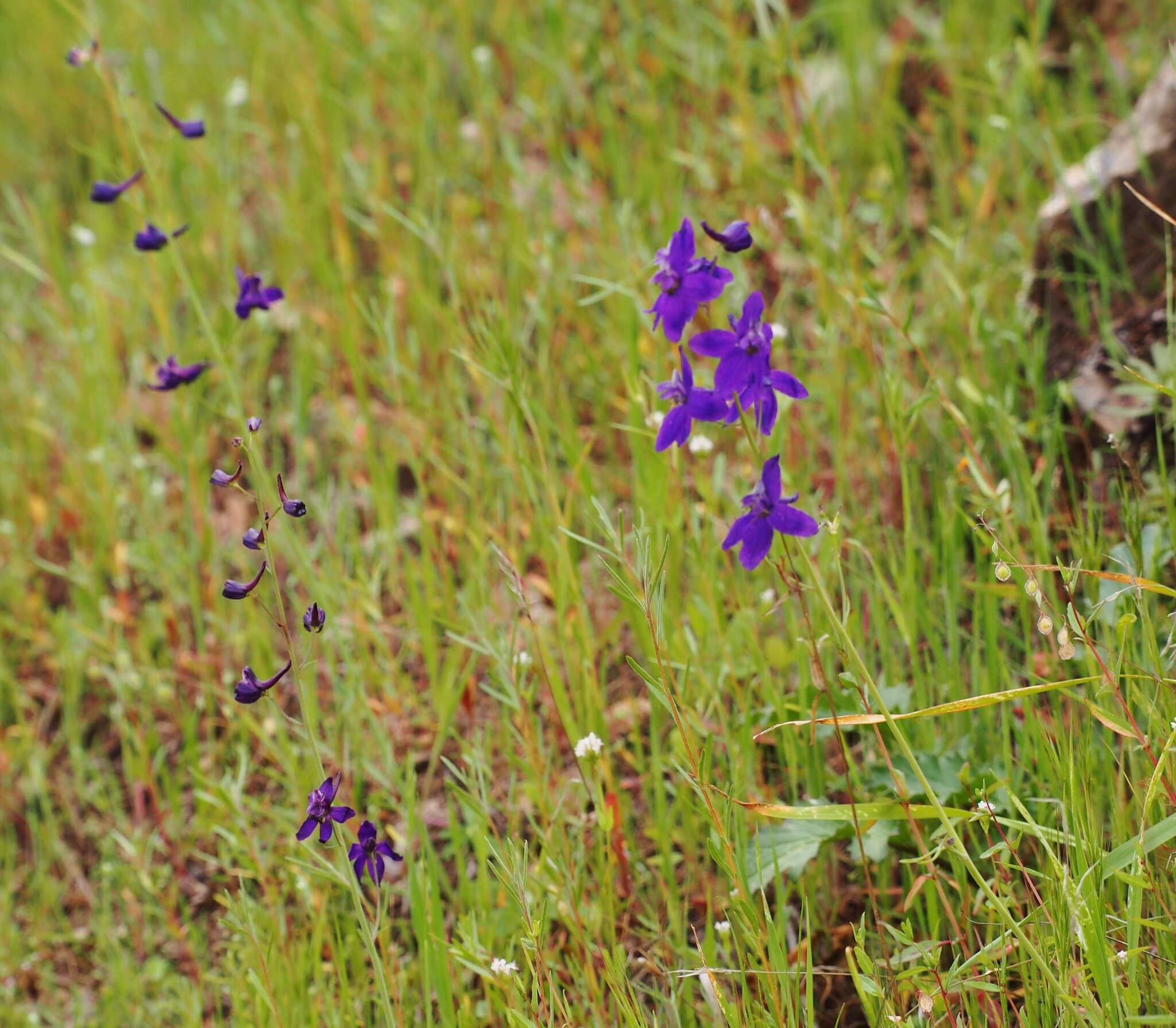 Plancia ëd Delphinium decorum Fisch. & Mey.