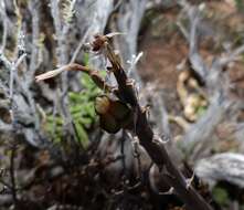 Sivun Gonialoe variegata (L.) Boatwr. & J. C. Manning kuva