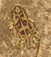 Image of Sclerophrys garmani (Meek 1897)