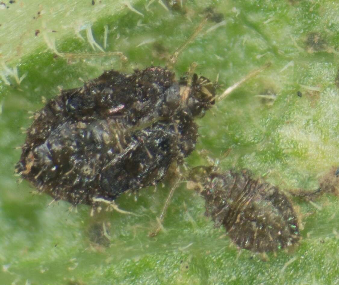 Image of Morrill lace bug