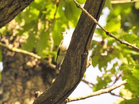 Image of Atlas Pied Flycatcher