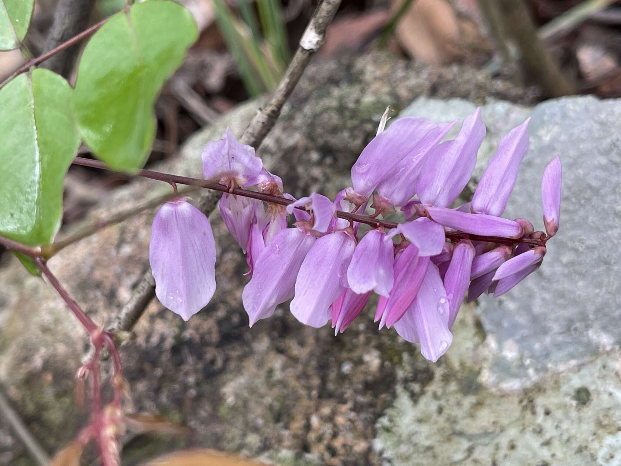 Indigofera venulosa Benth.的圖片