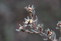 Image of Spyridium subochreatum Reiss.