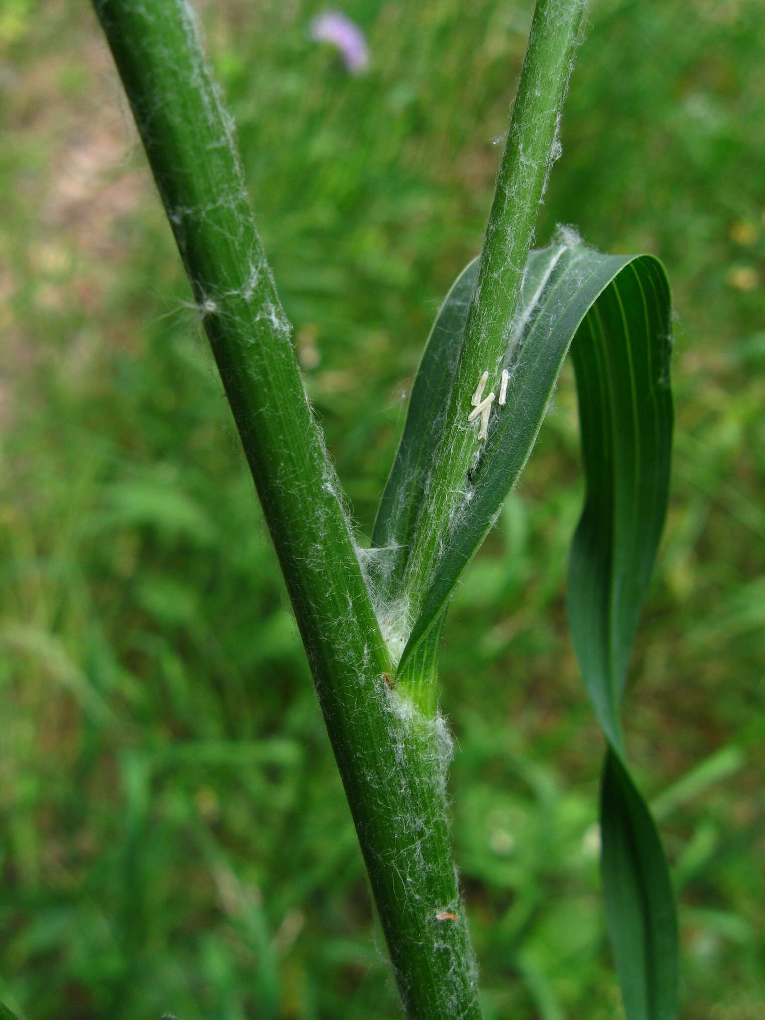 Image of Tragopogon podolicus Besser ex DC.