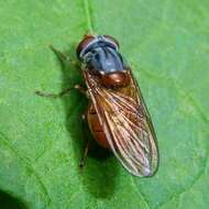 Image of Rhingia rostrata (Linnaeus 1758)