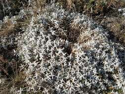 Image of Boreal chickweed