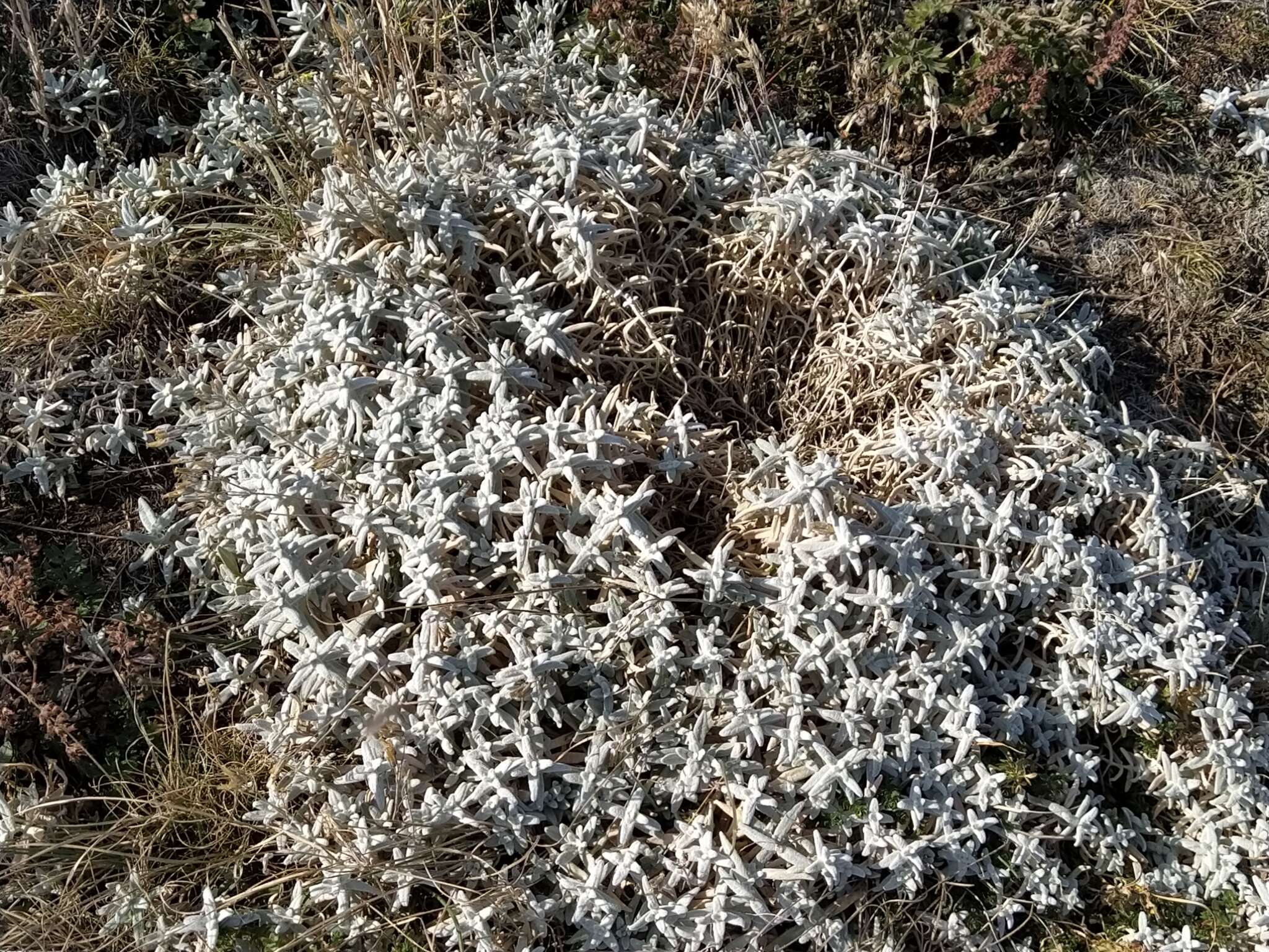 Imagem de Cerastium biebersteinii DC.