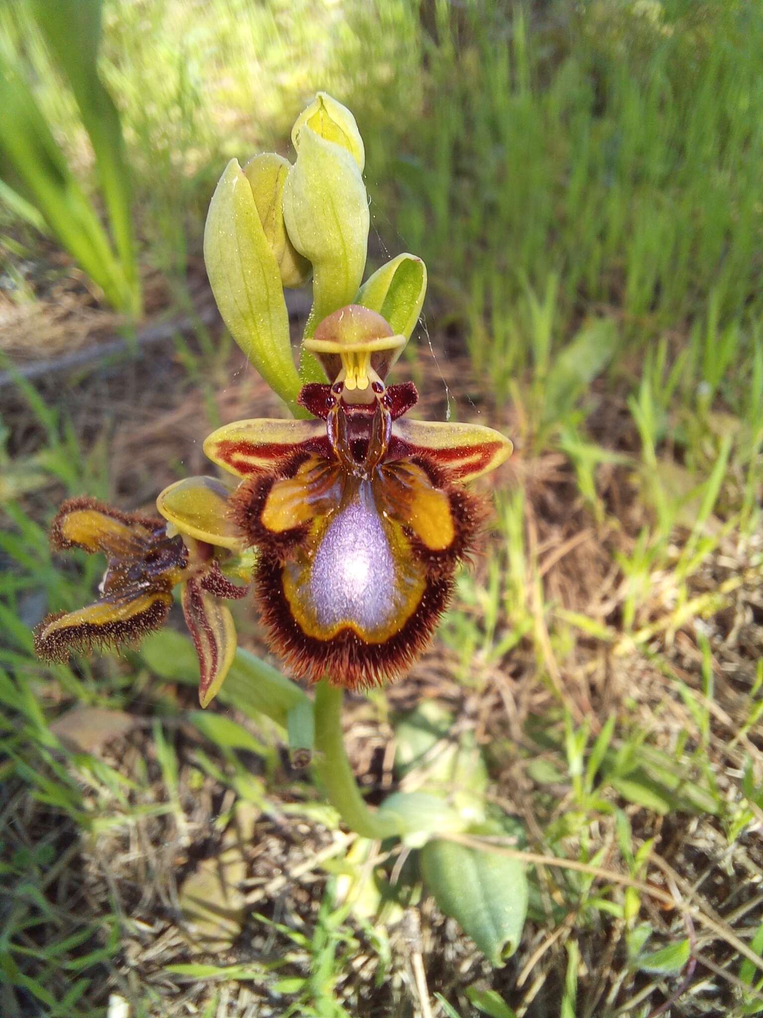 Image of Ophrys speculum subsp. speculum