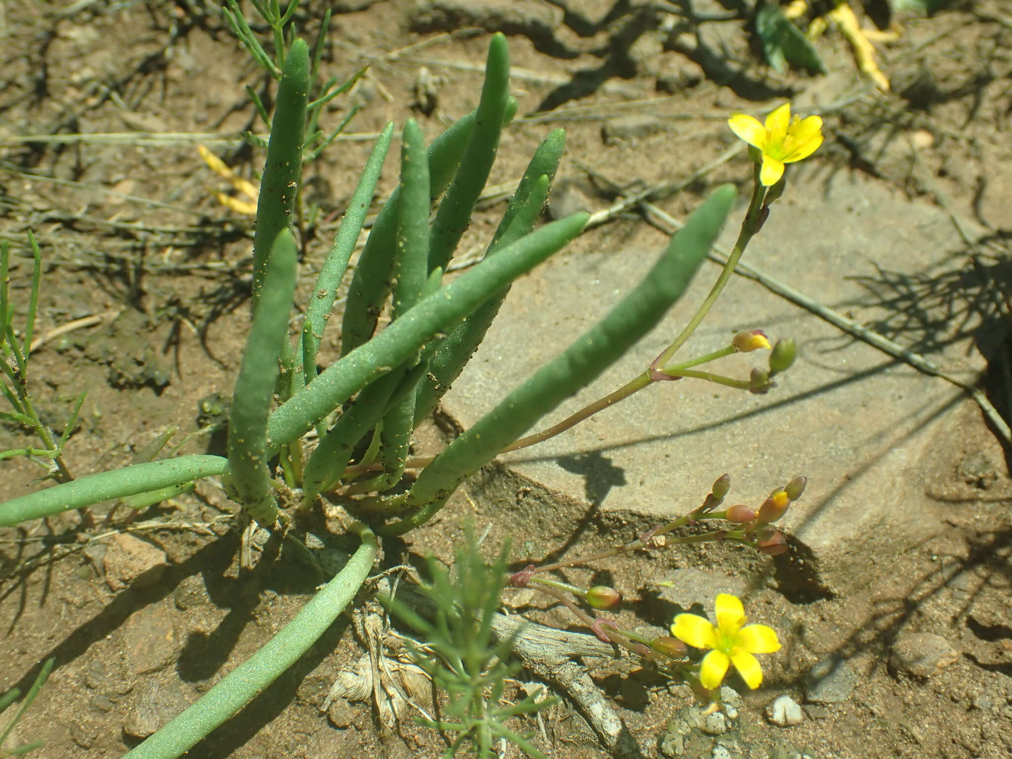 Image of Pinos Altos fameflower