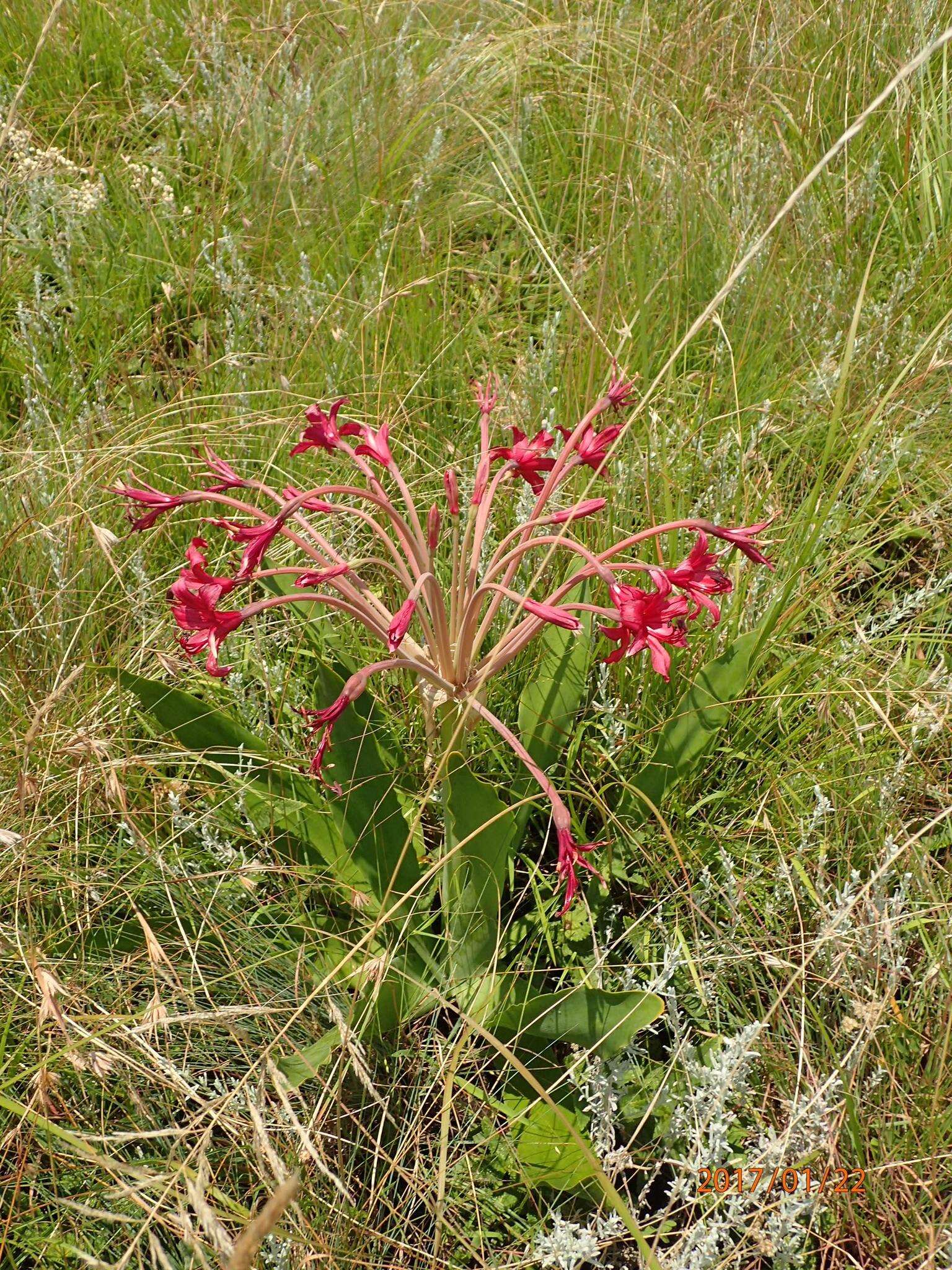 Слика од Brunsvigia undulata F. M. Leight.