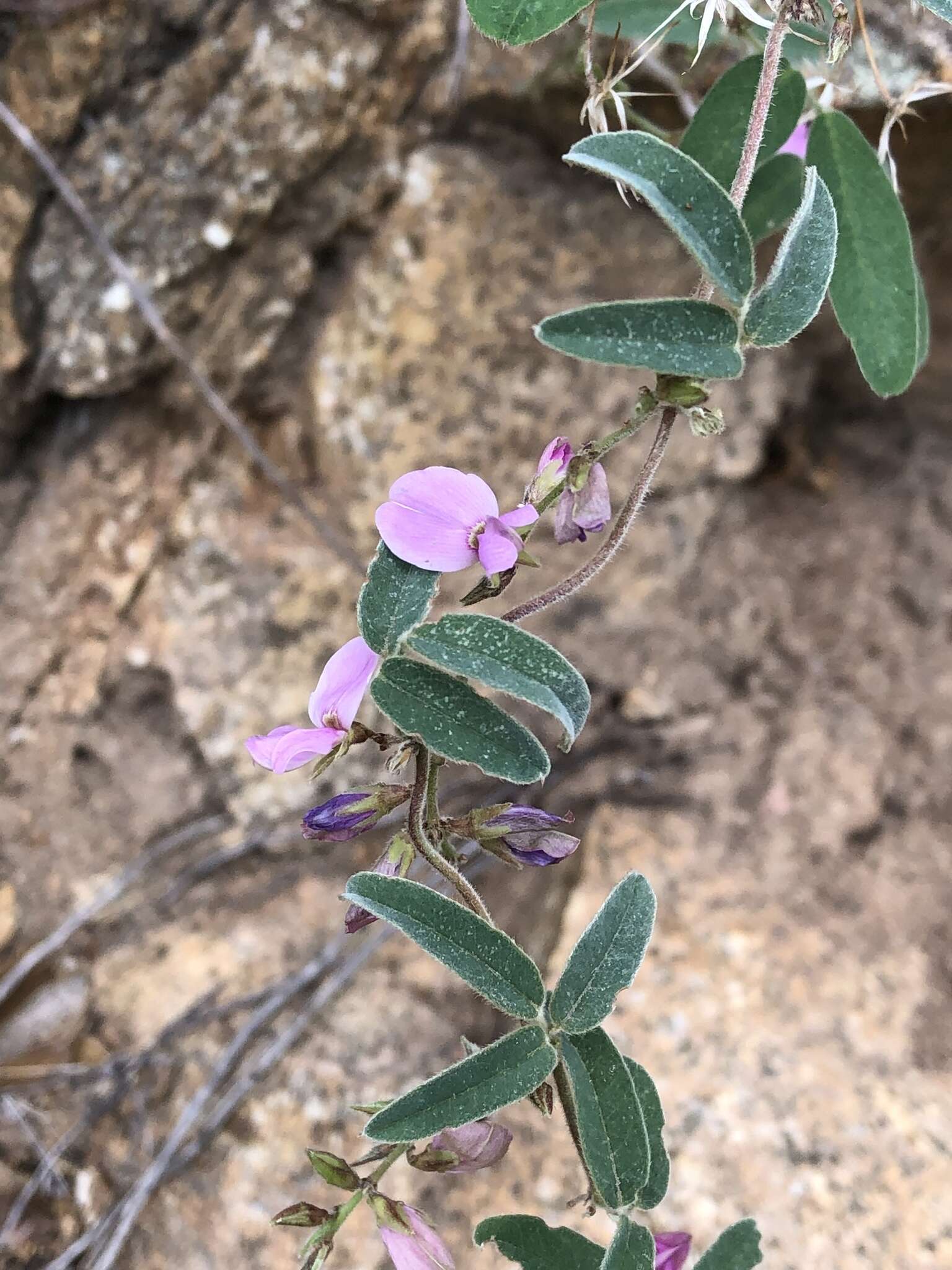 Image of Wright's milkpea