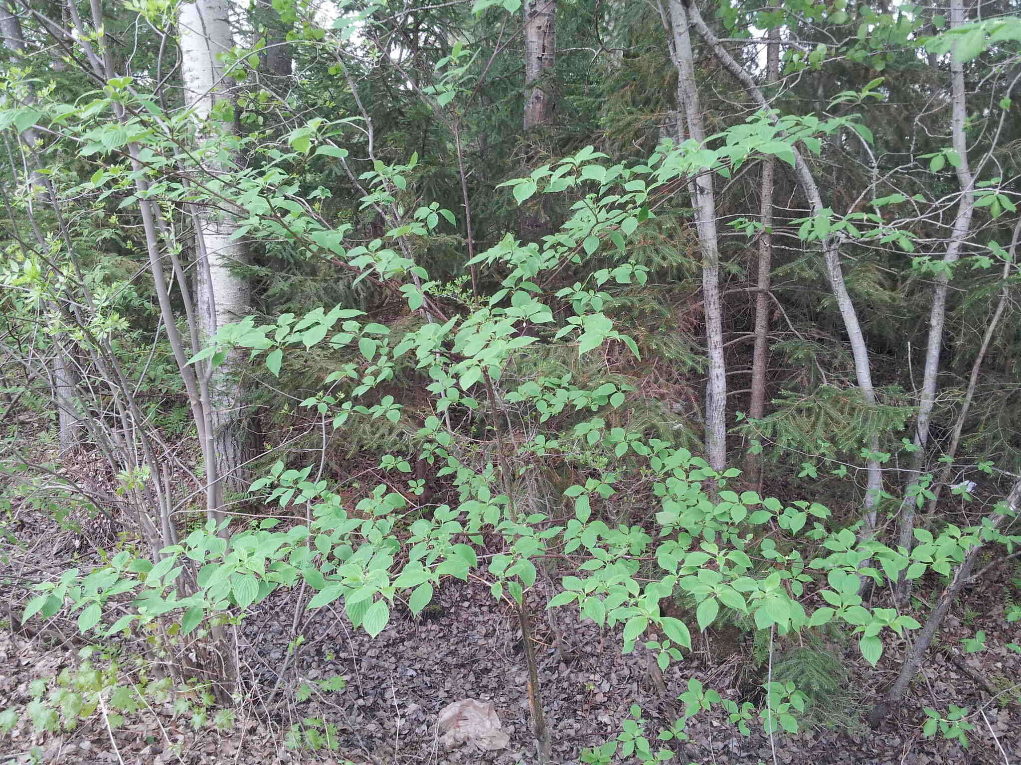 Image of alternateleaf dogwood