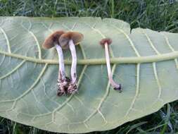 Image of Psilocybe tasmaniana Guzmán & Watling 1978