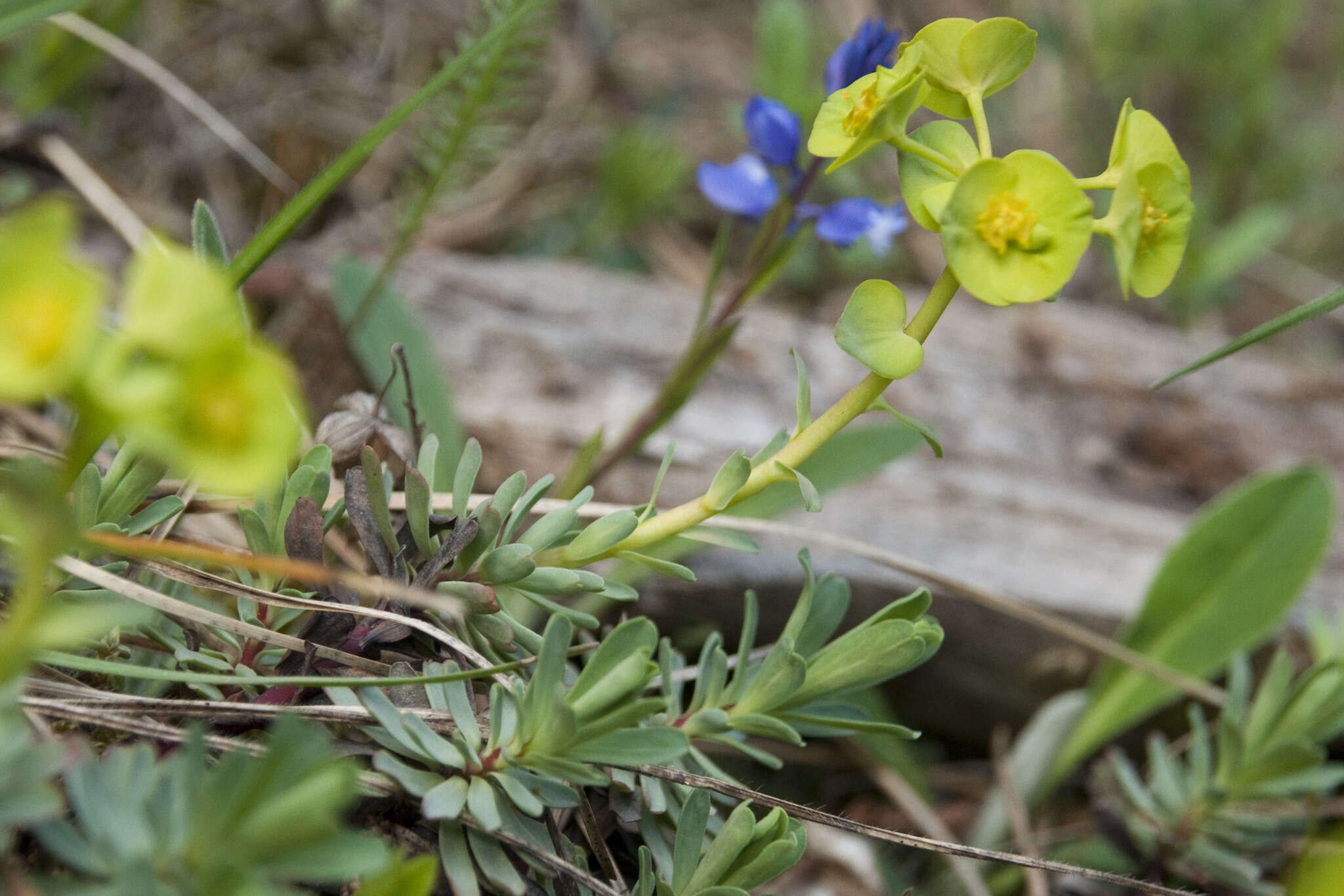 Sivun Euphorbia saxatilis Jacq. kuva