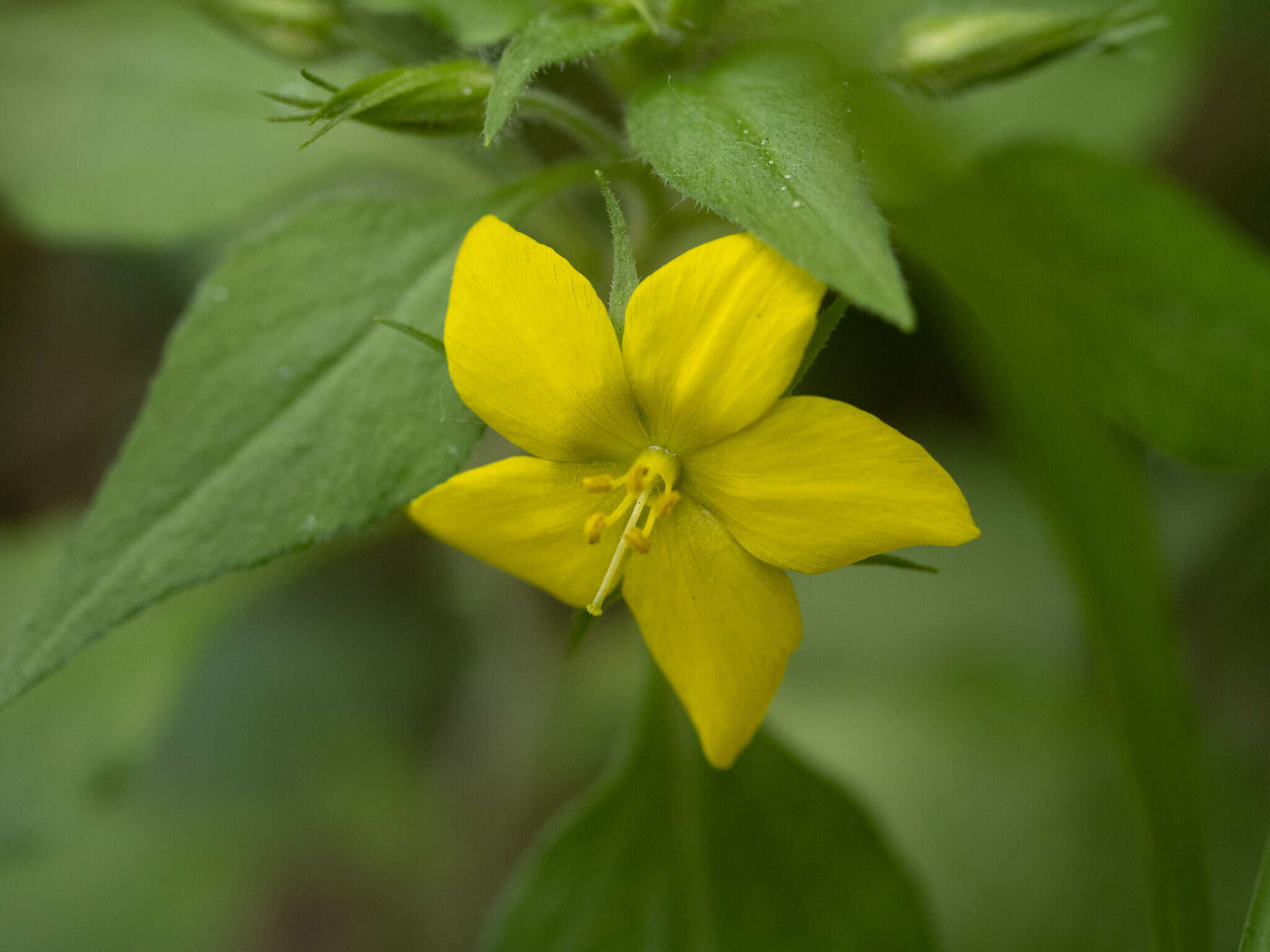 Plancia ëd Lysimachia grammica Hance