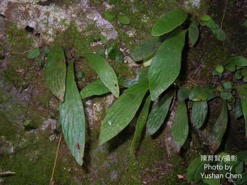 Image de Antrophyum formosanum Hieron.