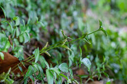 Imagem de Puccinia cribrata Arthur & Cummins 1933