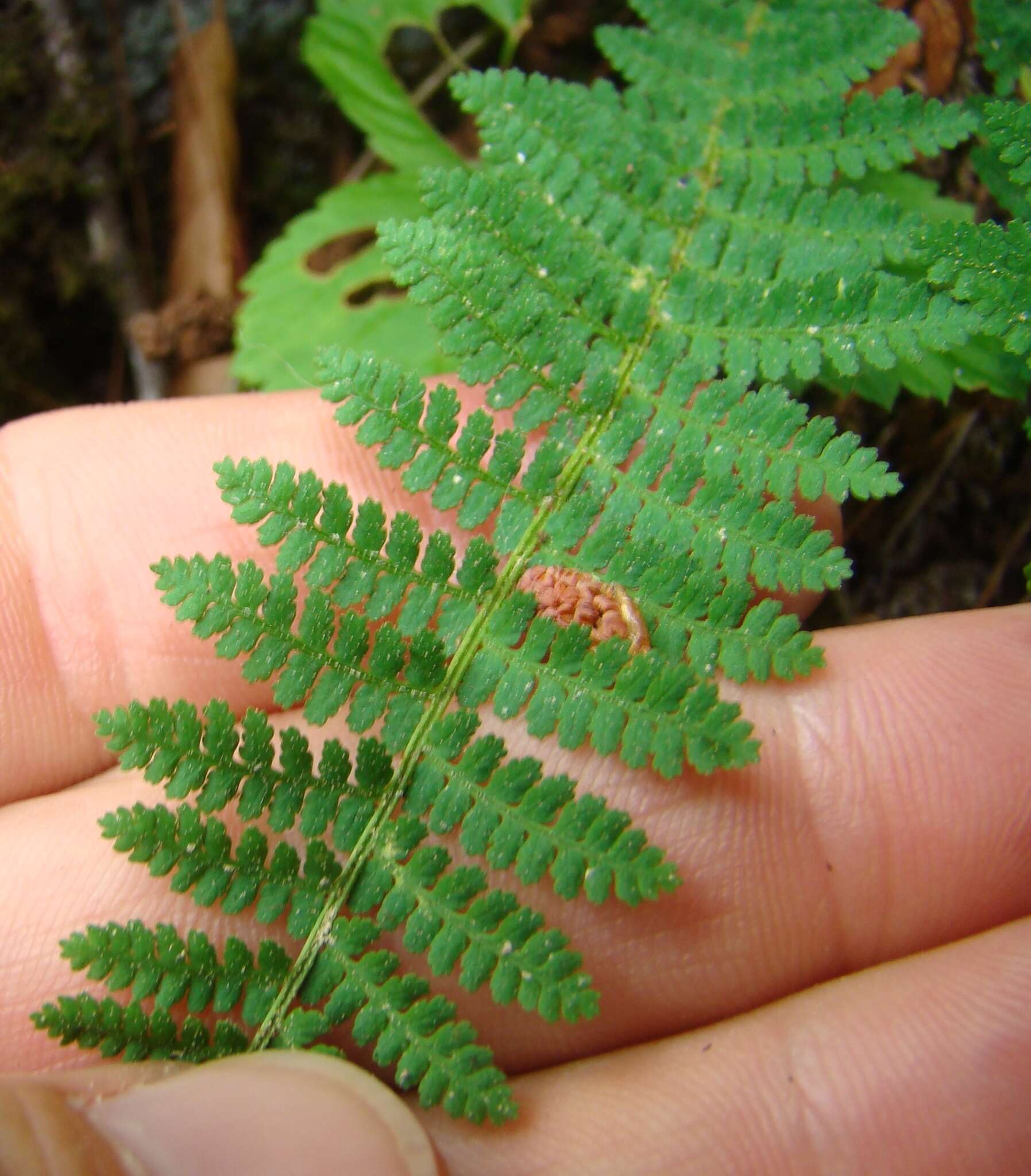 Image de Dryopteris fragrans (L.) Schott