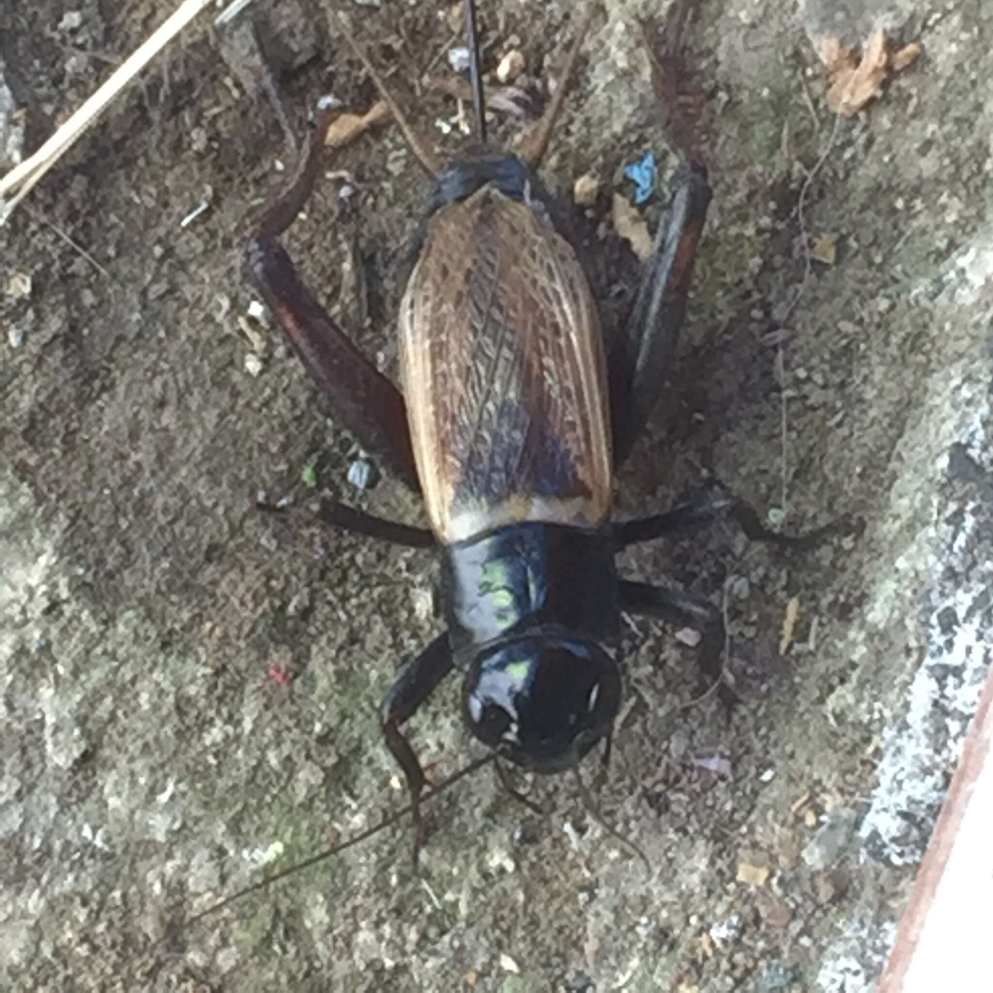 Gryllus (Gryllus) fulvipennis Blanchard & E. 1851 resmi