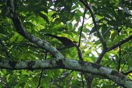 Image of Black-bellied Cuckoo