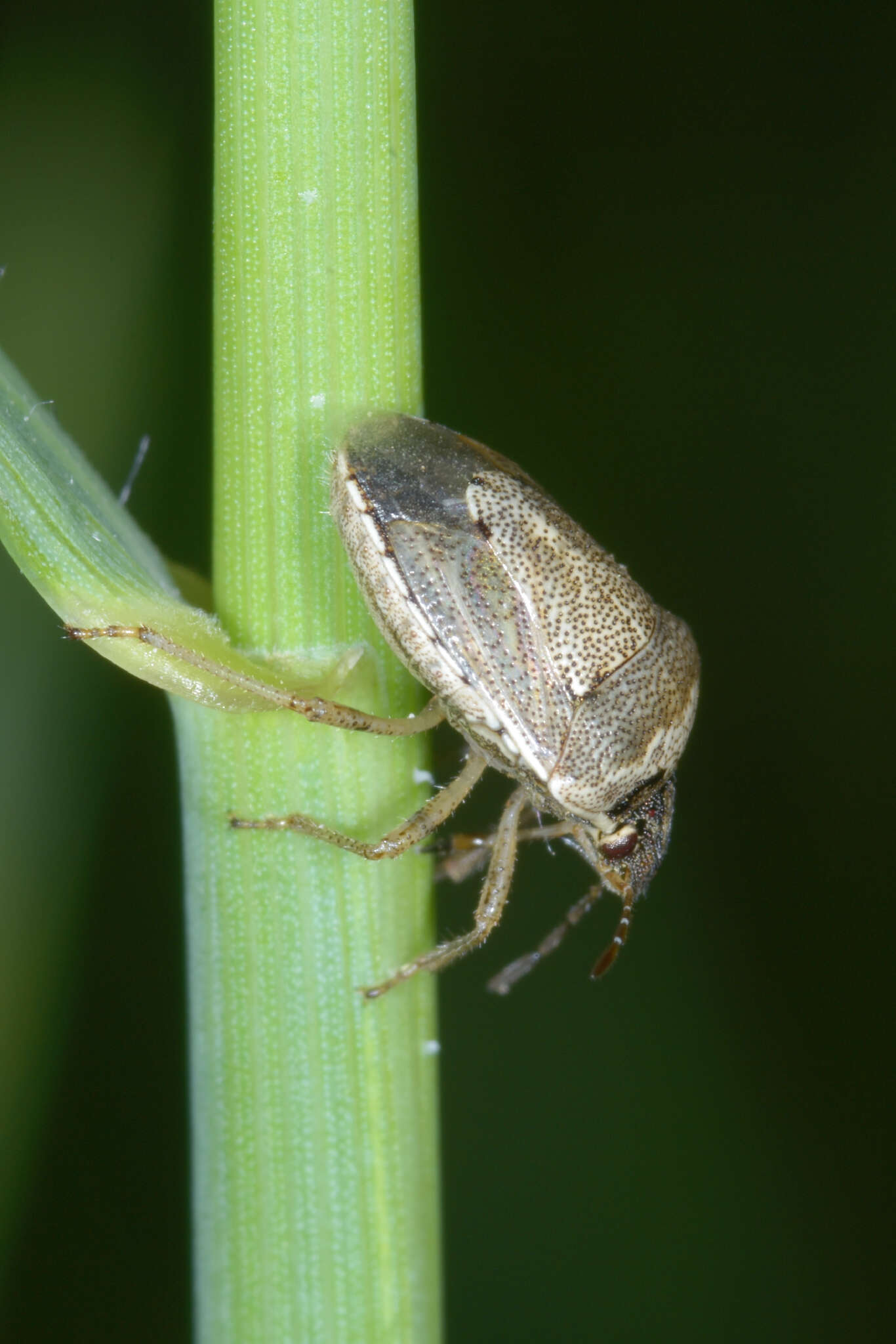 صورة Eysarcoris ventralis (Westwood 1837)