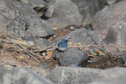 Image of White-bellied Blue Flycatcher