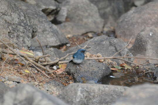 Image of White-bellied Blue Flycatcher