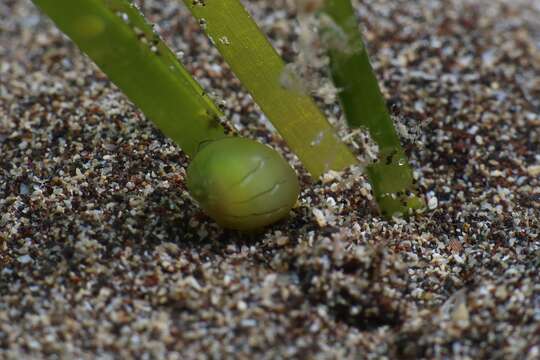 Image of emerald nerite