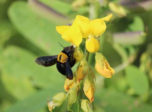 Imagem de Xylocopa aestuans (Linnaeus 1758)